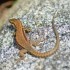 Lézard