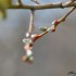 Bourgeons