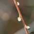 Bourgeons