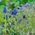 Mélange de fleurs
