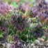Plante sauvage