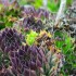 Plante sauvage