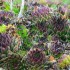 Plante sauvage