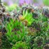Plante sauvage