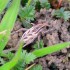 Un insecte