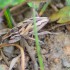 Un insecte