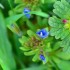 Les fleurs