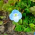 Les fleurs