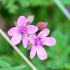 Les fleurs