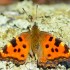 Papillon