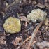 Morilles