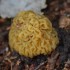 Morilles