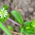 Fleurs