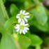 Fleurs