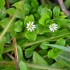 Fleurs