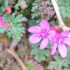 Fleurs des prés
