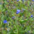 Fleurs (nuance)
