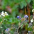 Fleurs (nuance)