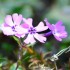 Fleurs