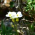 Fleurs