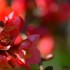 Fleurs