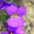 Aubriète (Aubrieta deltoidea)