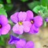 Aubriète (Aubrieta deltoidea)