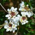 Arabis ciliata