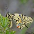 Machaon grand porte-queue