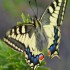 Machaon grand porte-queue