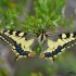 Machaon grand porte-queue