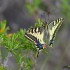 Machaon grand porte-queue