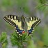 Machaon grand porte-queue