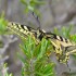 Machaon grand porte-queue