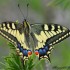 Machaon grand porte-queue