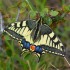 Machaon grand porte-queue