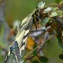 Machaon grand porte-queue
