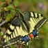 Machaon grand porte-queue