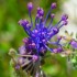 Muscari 