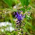 Muscari 