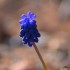 Muscari 