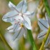 Phalangère à fleurs de lis