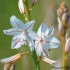 Phalangère à fleurs de lis