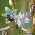 Phalangère à fleurs de lis