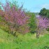 Arbres en fleurs