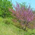 Arbres en fleurs