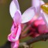 Arbres en fleurs
