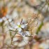 Fleurs blanches