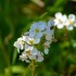 Fleurs blanches