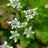 Fleurs blanches
